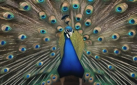 Amazing facts about the peacock, the most beautiful bird on Earth.