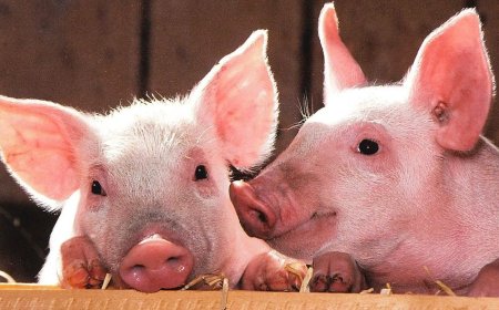 The second kidney transplant from a genetically modified pig into a 54-year-old individual was successful.