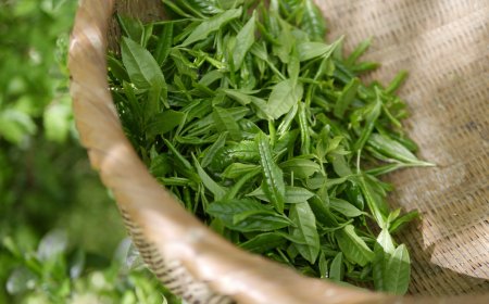 The Benefits of Green Tea for Weight Loss and How to Use It