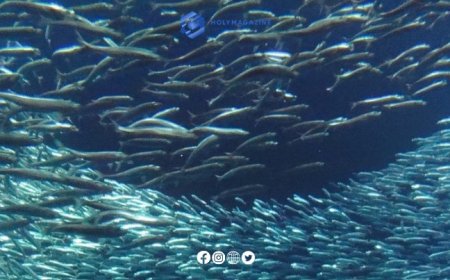 Russia Suspends Import of 56 Tons of Frozen Sardines from Morocco