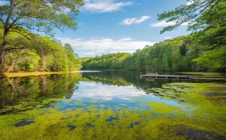 Exploring Nature: The Beauty of the Natural World