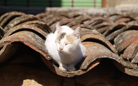 Amazing Facts About the Animal Kingdom