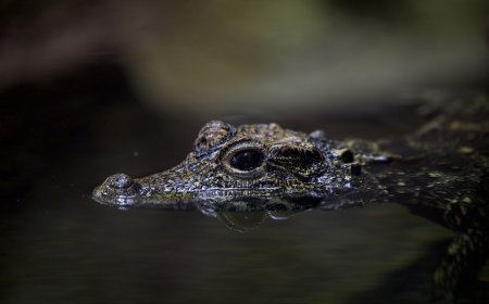 The Most Dangerous Animals in the World : Facts, Impacts, and Understanding