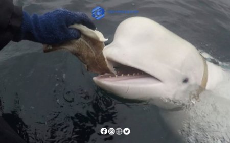 Hvaldimir the Beluga: The Mysterious Russian 'Spy' Whale Found Dead in Norway