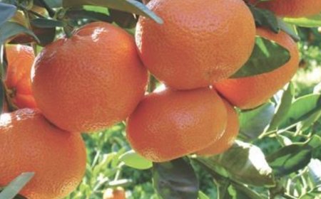 Moroccan Royal Family Wins Legal Battle Over Protected Mandarin Variety in EU Court