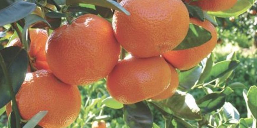 Moroccan Royal Family Wins Legal Battle Over Protected Mandarin Variety in EU Court