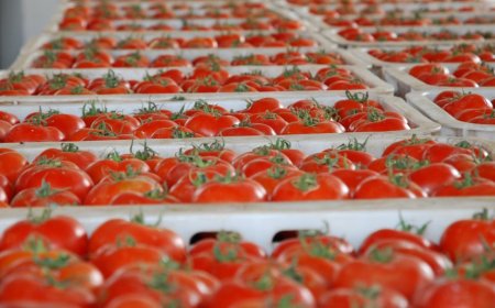 Tomatoes are Egyptian under-listed: Morocco is preparing a response.