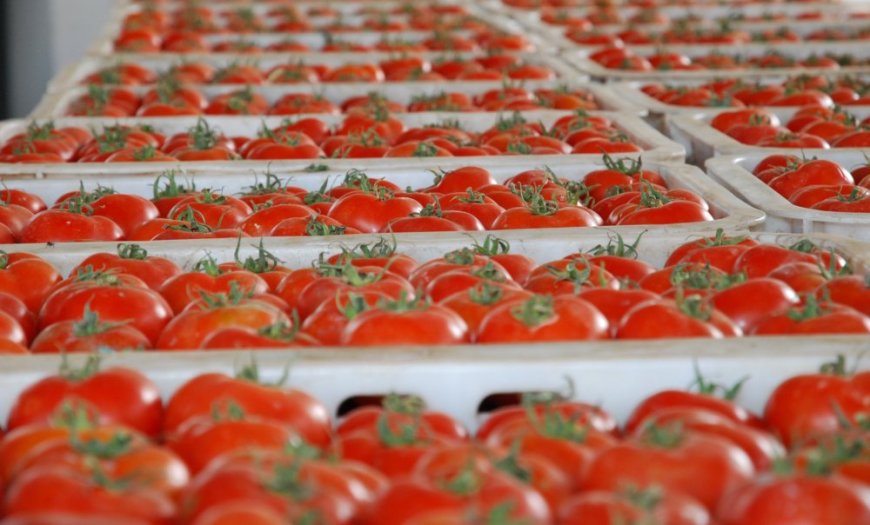 Tomatoes are Egyptian under-listed: Morocco is preparing a response.