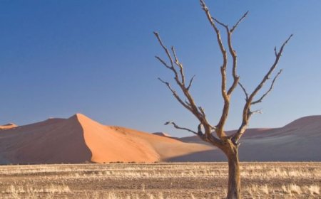 Morocco participates in Riyadh at the COP16 in the fight against desertification.