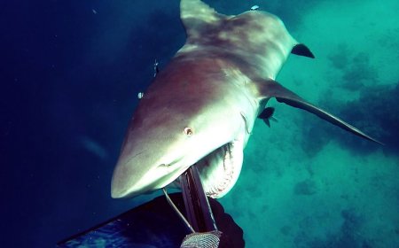 Deadly Shark Attack in Egypt: One Tourist Killed, Another Injured