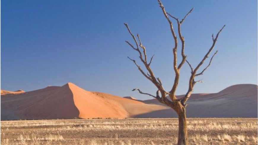 Morocco participates in Riyadh at the COP16 in the fight against desertification.